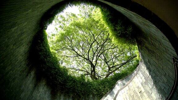 公园夏天的树隧道