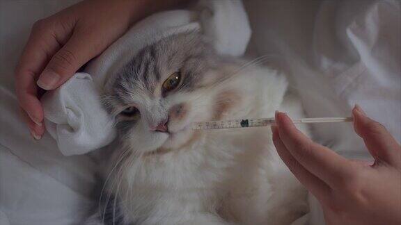 给躺在床上生病的猫一剂药