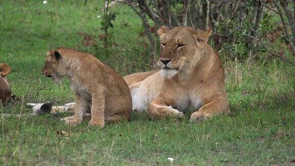 非洲狮美洲豹母狮和幼崽肯尼亚马赛马拉公园实时4K