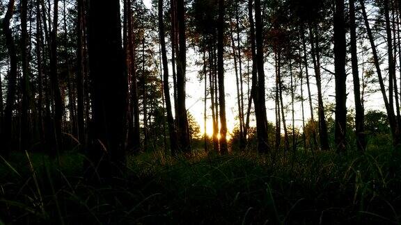 森林里的日落穿过树林间隔拍摄