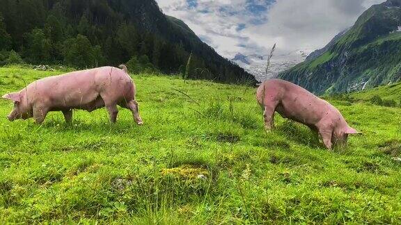 阿尔卑斯山上的自由猪