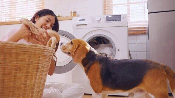 亚洲妇女把脏衣服和她的小猎犬一起放进洗衣机美丽的年轻女主人心情愉快放松享受与她可爱的宠物小狗一起在家里度过自由的闲暇时光