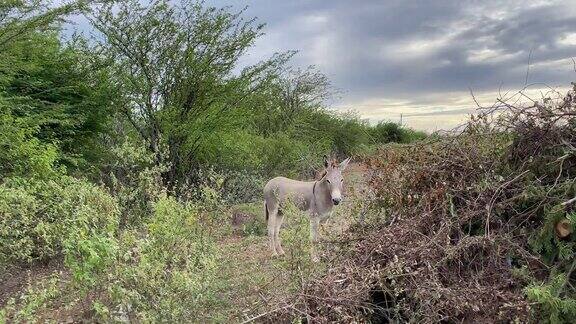 驴子站在热带灌木丛之间摆动着尾巴转动着耳朵