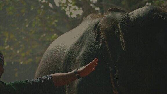 泰国新年:大象快乐