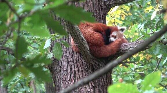 小熊猫、火狐或小熊猫在树上休息