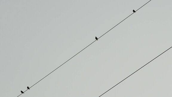 电线上的鸟儿开始飞翔