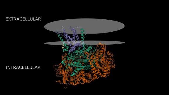 大肠杆菌氢化酶-1与细胞色素b复合物的结构
