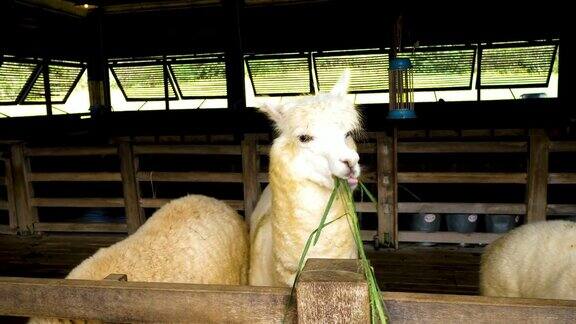 羊驼是可爱的动物人们喂它吃东西