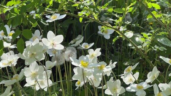 白色的春花开在绿草草坪上银莲花、雪花莲、风花