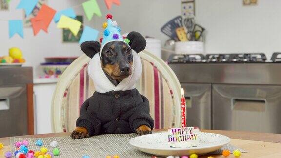 腊肉狗穿着带着滑稽熊猫耳朵的连帽衫戴着节日帽正坐在餐桌前面前摆着生日蛋糕和蜡烛准备甜点房间里布置着庆祝派对