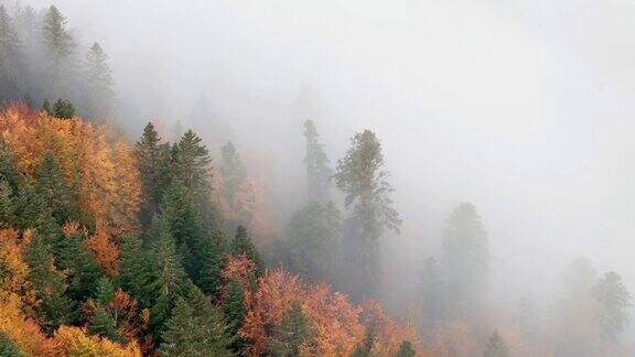 鸟瞰图穿过厚厚的云层飞过充满活力的山地森林靠近树木4K