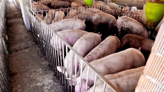 肉类农场的猪肉