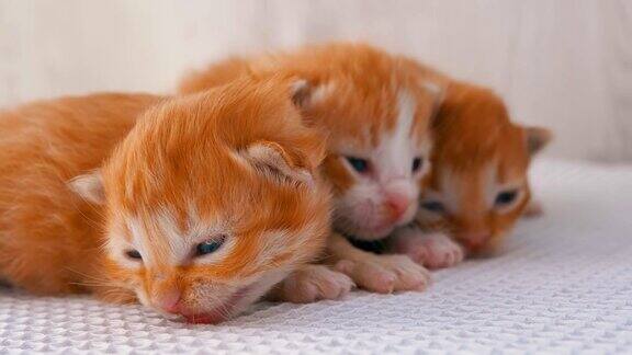毛茸茸的小红猫两周大在白色的地毯上爬来爬去