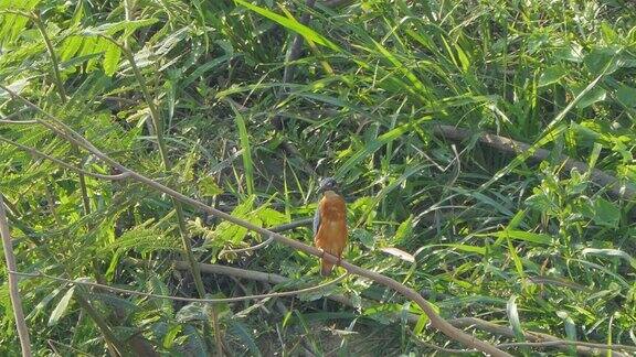 湿地里常见的翠鸟