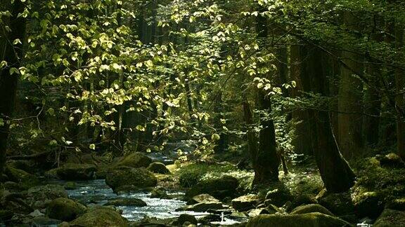 小溪在春天森林Cinemagraph