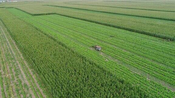 无人机飞过玉米和白菜田