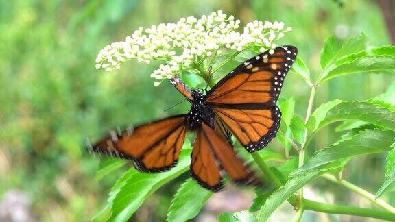 近距离观察在花园里交配的帝王蝶