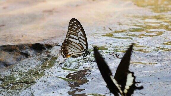 蝴蝶吸矿物在地上撒尿