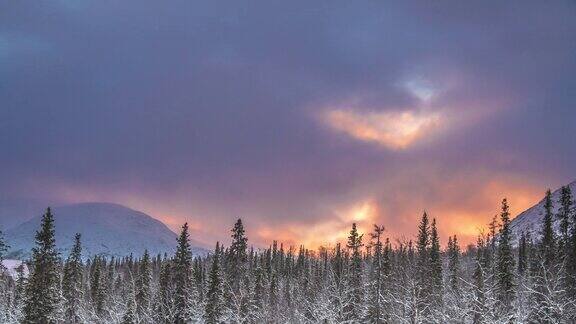 日出时美丽的冬季景观雪中的云杉枝