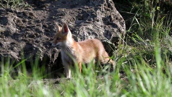 红狐幼崽站在洞口附近然后爬了进去Vulpes