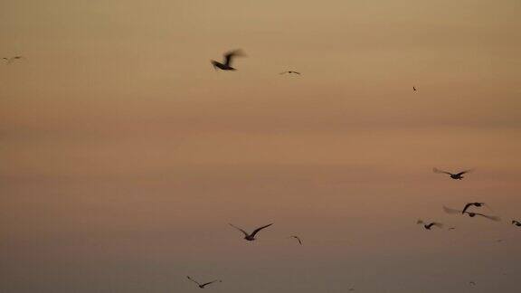 4K早晨沙滩上的日出许多海鸥飞来飞去