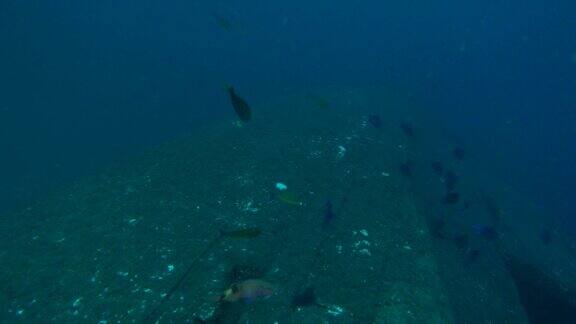 在海底木质沉船上游泳的珊瑚鱼
