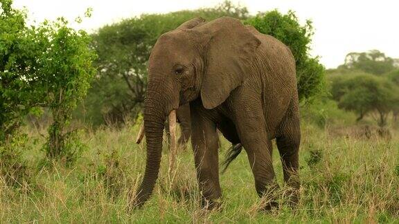 大象的鼻子在草地上漫步选择最好的草