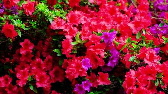 夏天公园里盛开着杜鹃花红色和紫色的花朵
