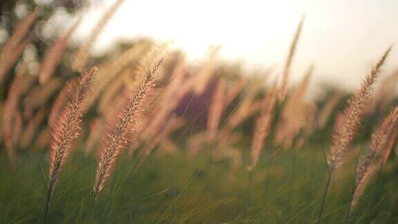 日落后金色的草地上阳光灿烂