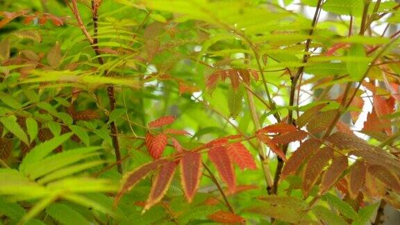 生长在花园里的花楸灌木