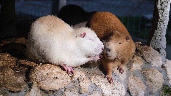 两只海狸鼠白的和红的正坐在石头上啃食食物