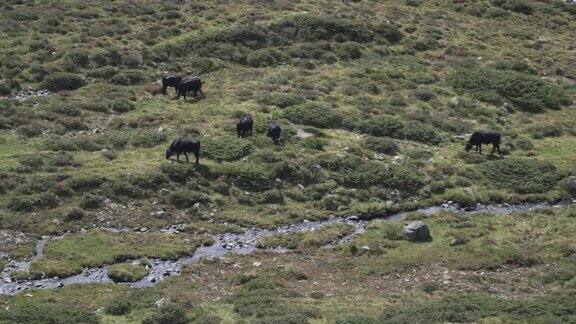 肉牛农业农场从Kühtai欧洲阿尔卑斯山看冰川山脉草地国际地标的冒险徒步旅行和游客在夏季度假蒂罗尔奥地利