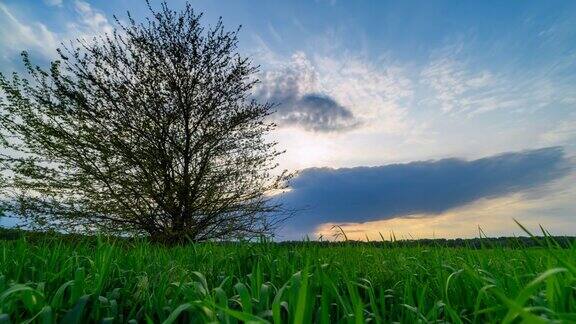农田和一棵树上嫩绿的小麦芽的时间间隔日落时明亮的春景蓝天为背景