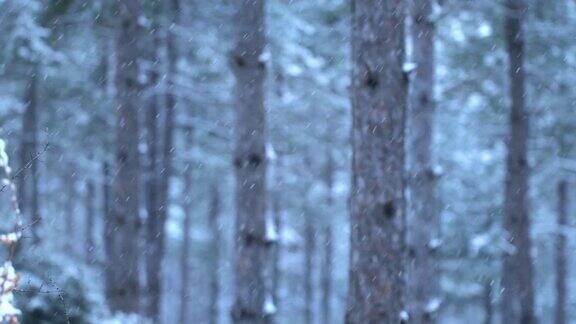 落在森林背景树上的雪