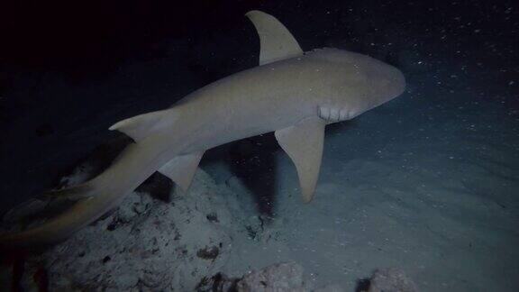 黄褐色护士鲨-铁榴辉鱼在夜间游泳印度洋马尔代夫亚洲