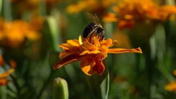 蜜蜂在花上采花粉