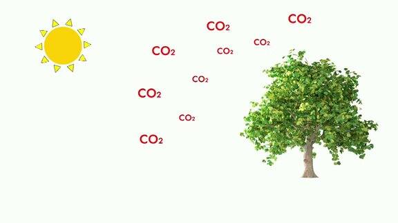 光合作用迈向碳中性的第一步