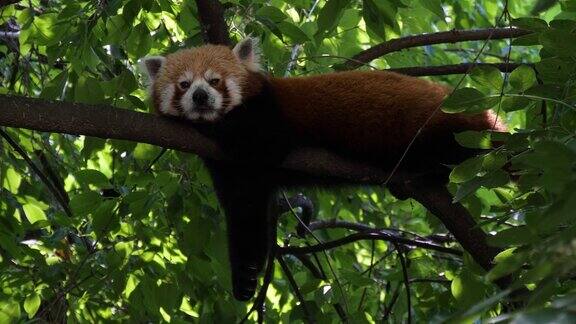 小熊猫在树上休息