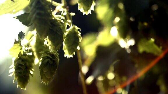 阳光下的成熟啤酒花球果