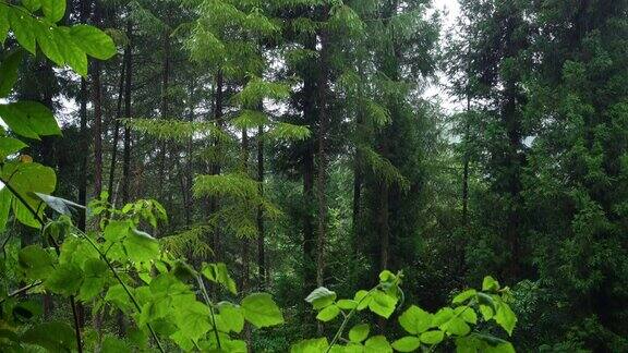 雨中的森林