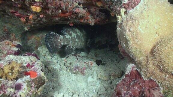 红海海洋景观背景中的水下石斑鱼特写