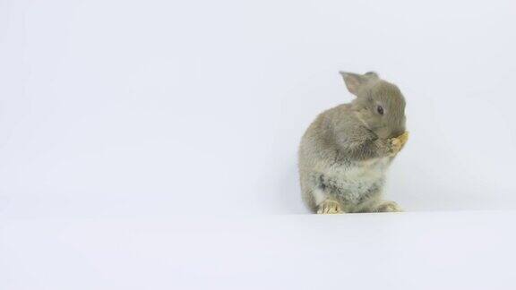 灰色可爱的小兔子站在白色的背景上清洁它的脚