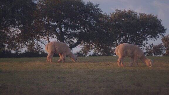 日落时分可爱的羊驼在乡间的田野上吃草的慢镜头