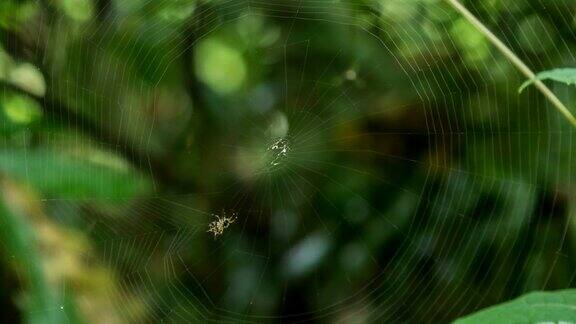 蜘蛛在织网时光流逝