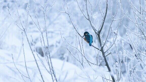 美丽的普通翠鸟Alcedoatthis栖息在爱沙尼亚一个霜冻的日子里的一根小树枝上