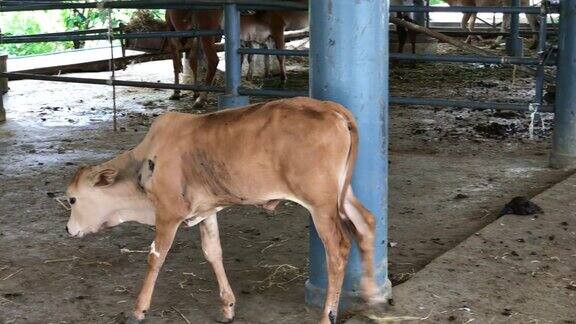 小母牛在农场散步