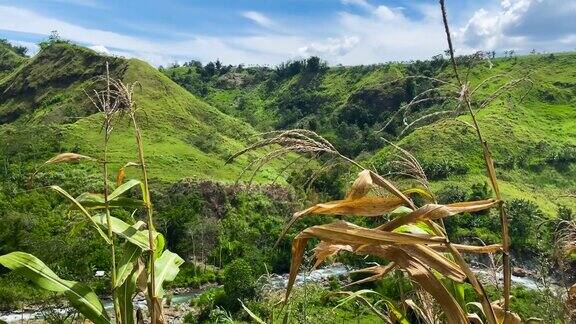 菲律宾布基农的青山