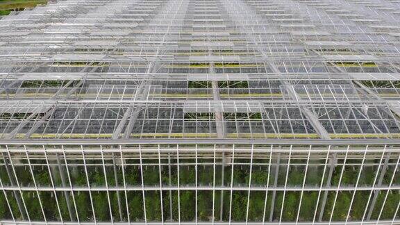 鸟瞰图飞越大温室蔬菜温室与透明玻璃屋顶从上方俯瞰现代高科技温室鸟瞰大型工业技术温室