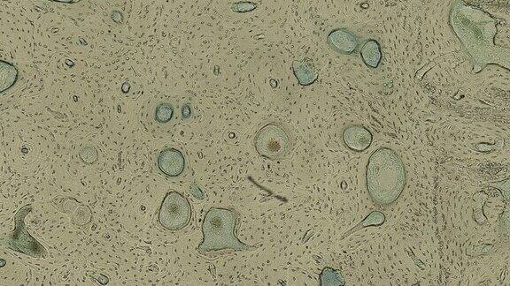 显微镜缓慢放大人体细胞-医学科学概念