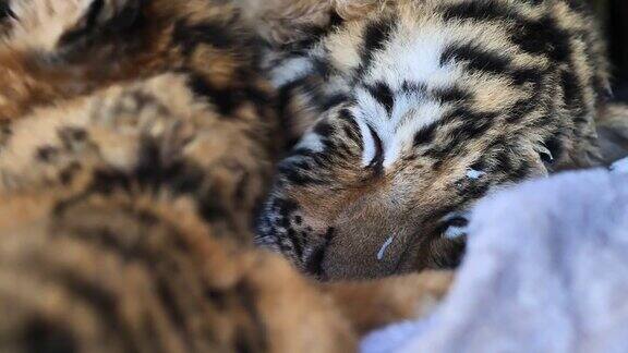 睡意朦胧的小老虎躺在地上疲惫的表情两只小老虎躺在一起舒适而慵懒美丽而危险的动物4K视频慢镜头